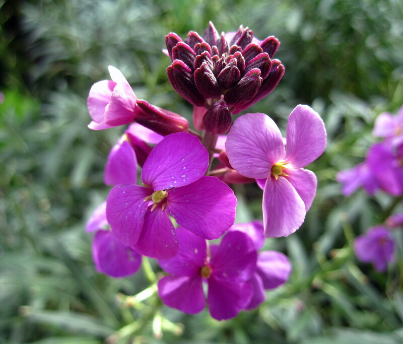 Purple Flowering Plant — Calm, Spring
