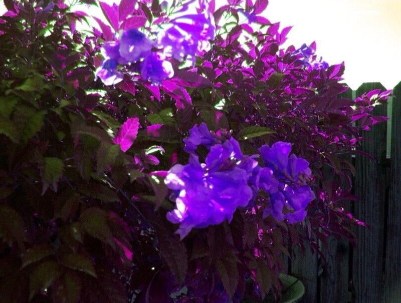 Purple Flowering Plant — Calm, Sunset