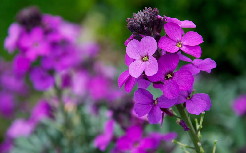 Purple Flowering Plant — Calm