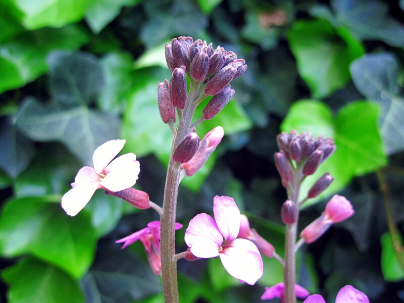 Purple Flowering Plant — Green, Calm, Spring