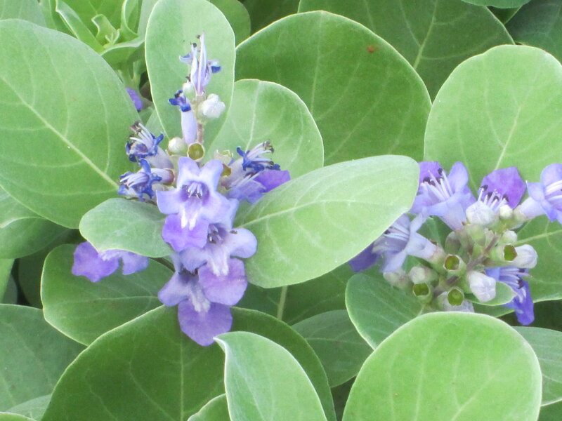 Purple Flowering Plant — Green, Calm