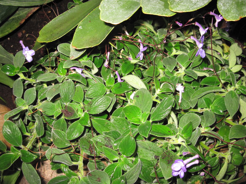 Purple Flowering Plant — Green, Natural