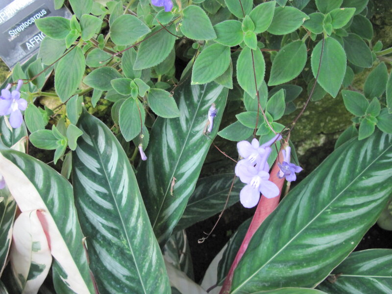 Purple Flowering Plant — Green