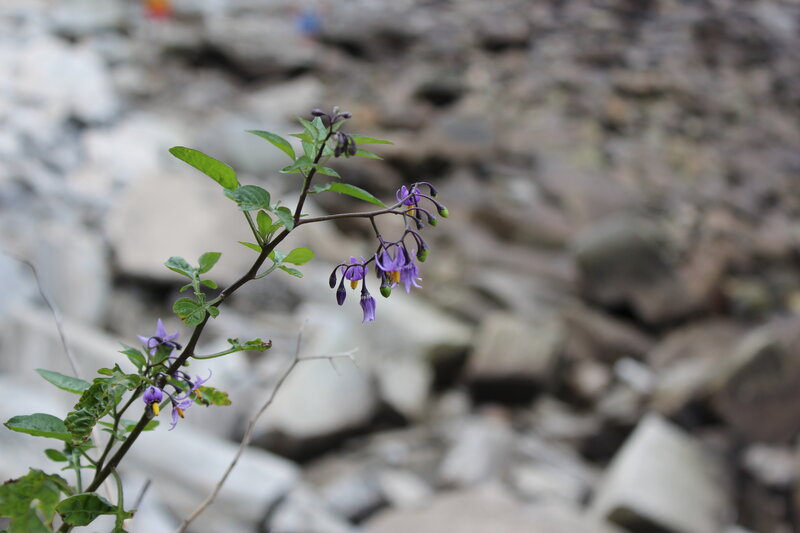 Purple Flowering Plant — Natural, Photograph