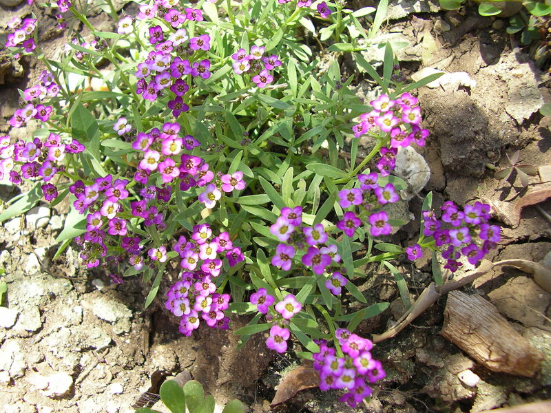 Purple Flowering Plant — Natural