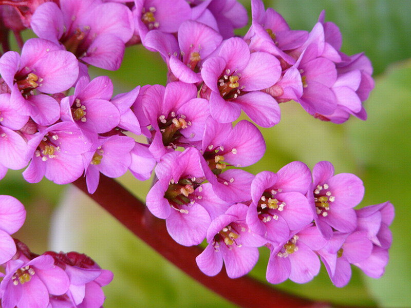 Purple Flowering Plant — Pink
