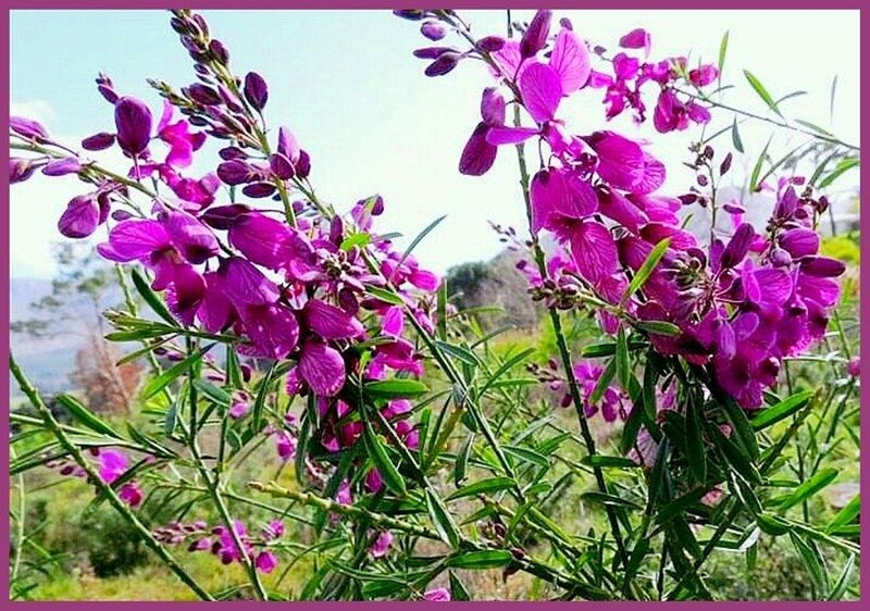 Purple Flowering Plant — Serene