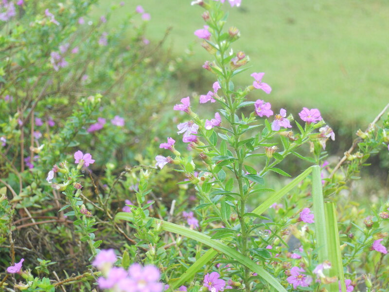 Purple Flowering Plant