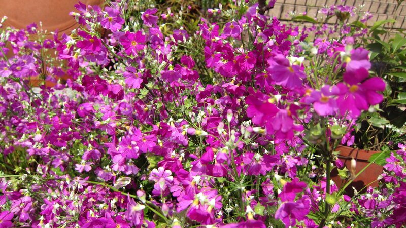 Purple Flowering Plants — Bright