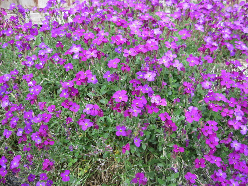Purple Flowering Plants — Calm, Spring, Photograph