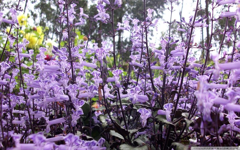 Purple Flowering Plants — Calm