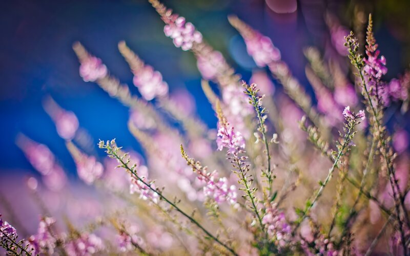 Purple Flowering Plants — Serene