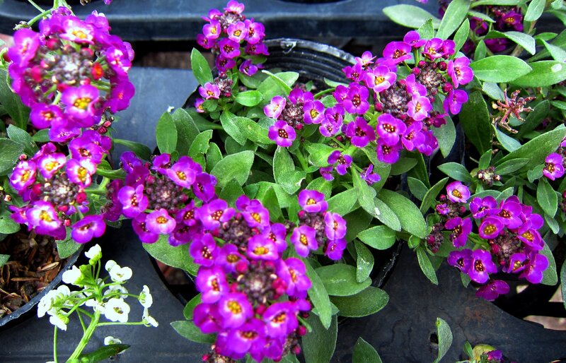 Purple Flowering Plants