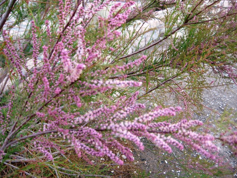 Purple Flowering Shrub