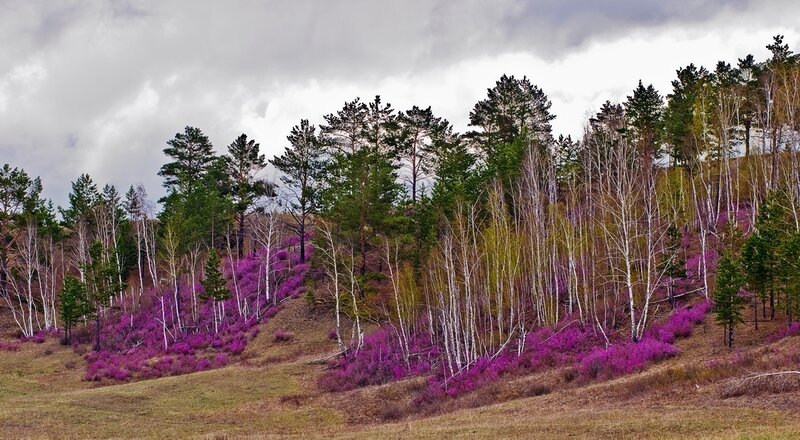 Purple Flowering Shrubs