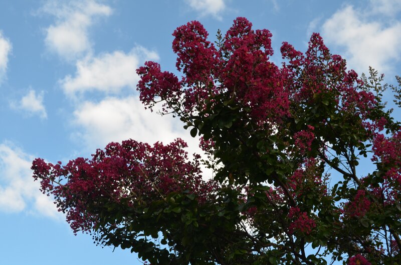 Purple Flowering Tree — Blue, Serene