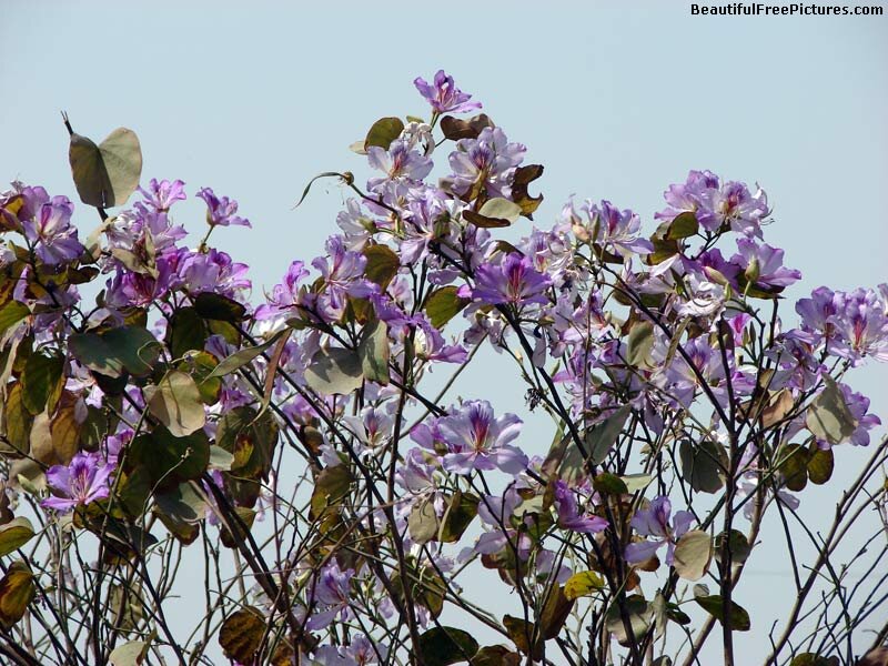 Purple Flowering Tree — Calm