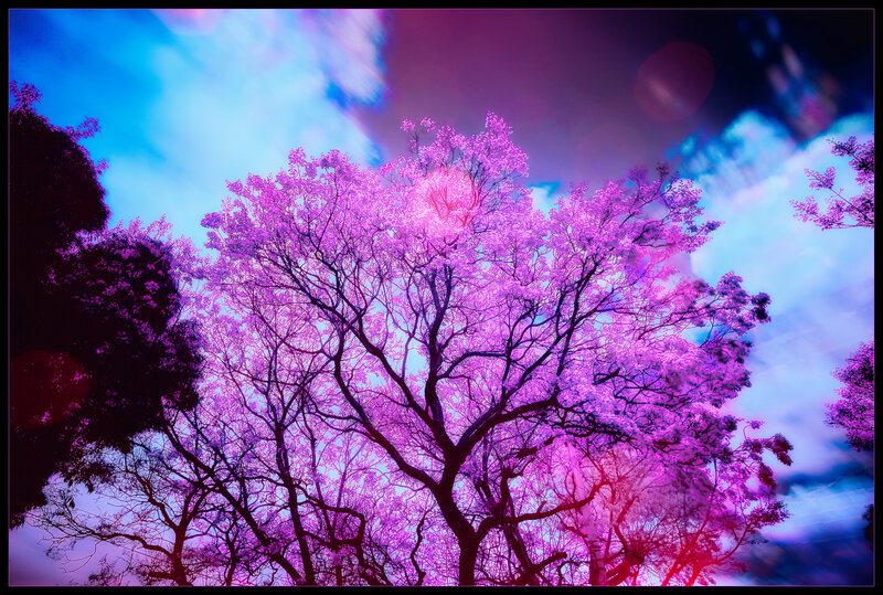 Purple Flowering Tree — Dramatic