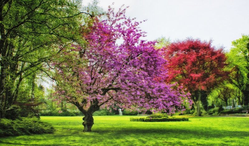 Purple Flowering Tree — Green