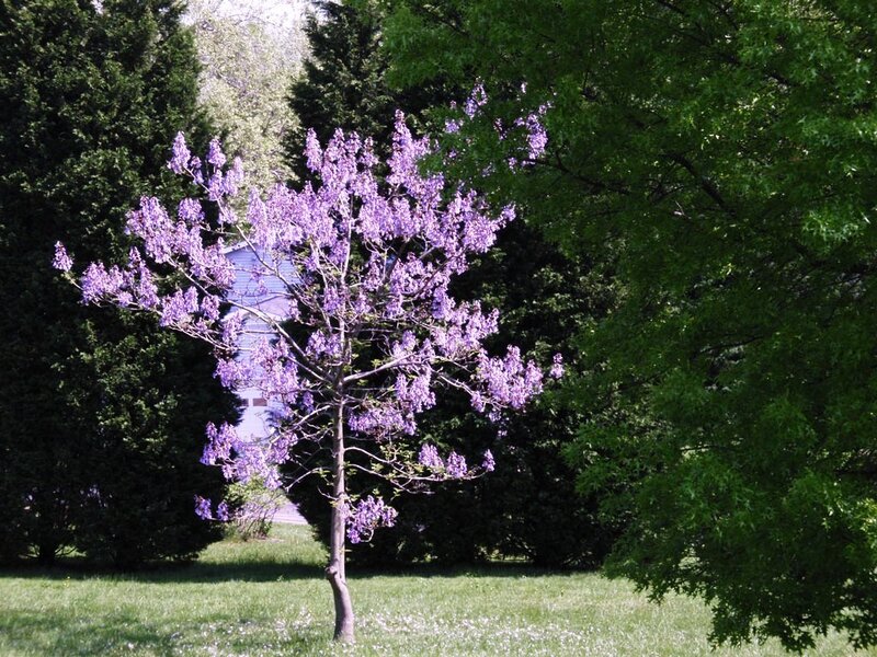 purple flowering tree in garden