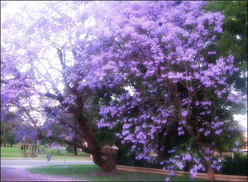 Purple Flowering Tree — Serene, Spring, Photograph, Grass