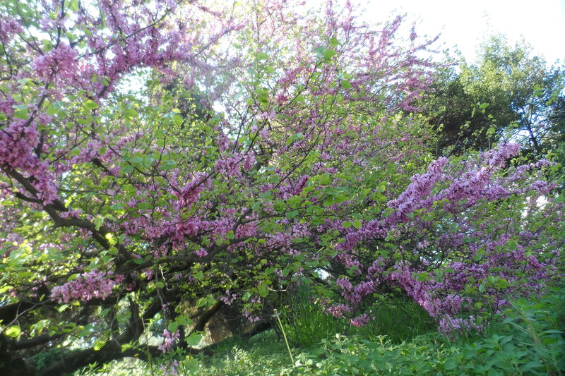 Purple Flowering Tree — Serene, Spring, Photograph, Green Leaves