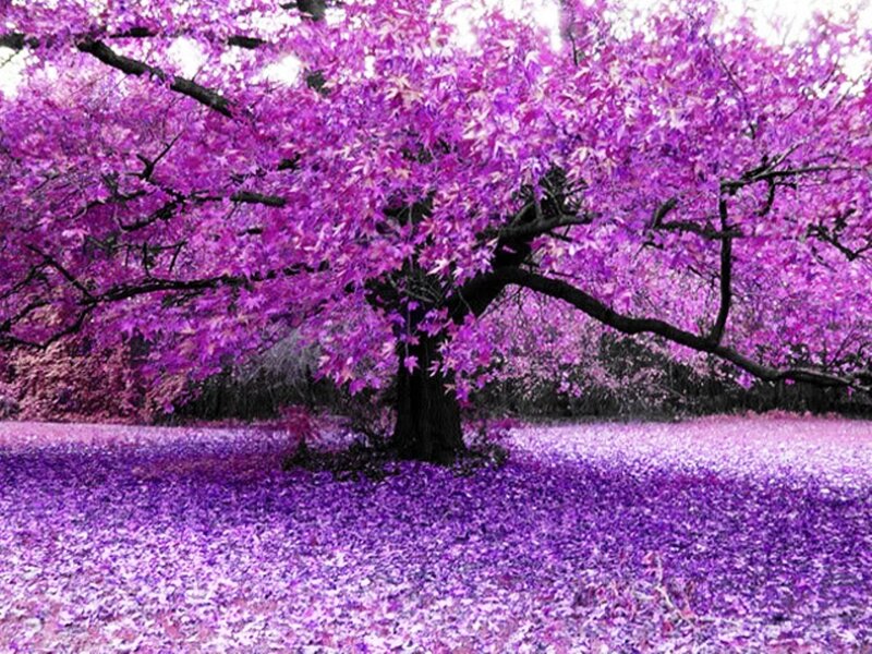 Purple Flowering Tree — Serene, Spring, Photograph, Leaves