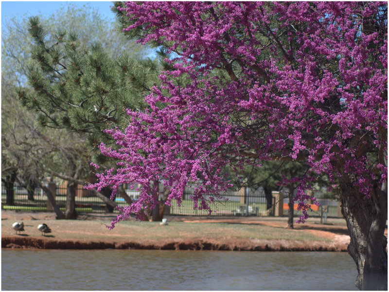 Purple Flowering Tree — Serene, Spring, Photograph, Pond