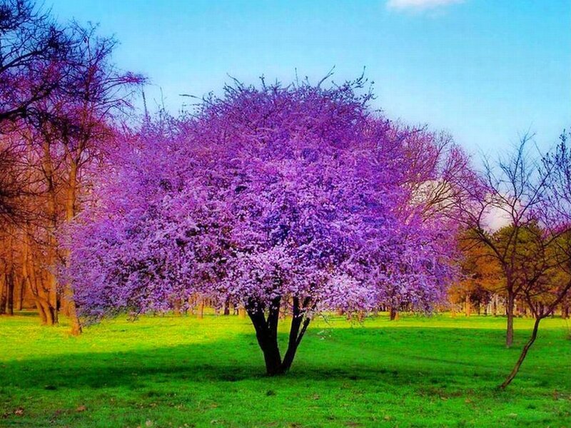 Purple Flowering Tree — Serene, Spring, Photograph