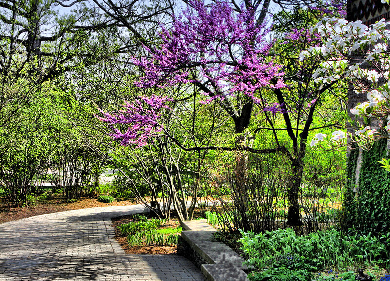 Purple Flowering Tree — Serene, Spring