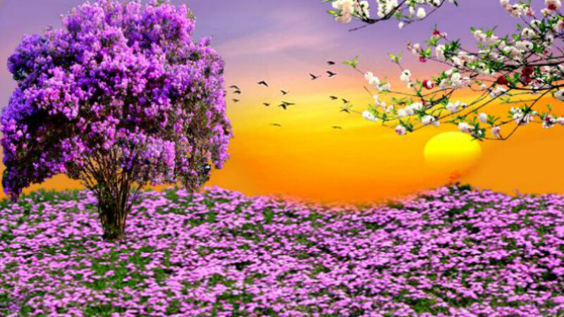 Purple Flowering Tree — Serene, Sunset