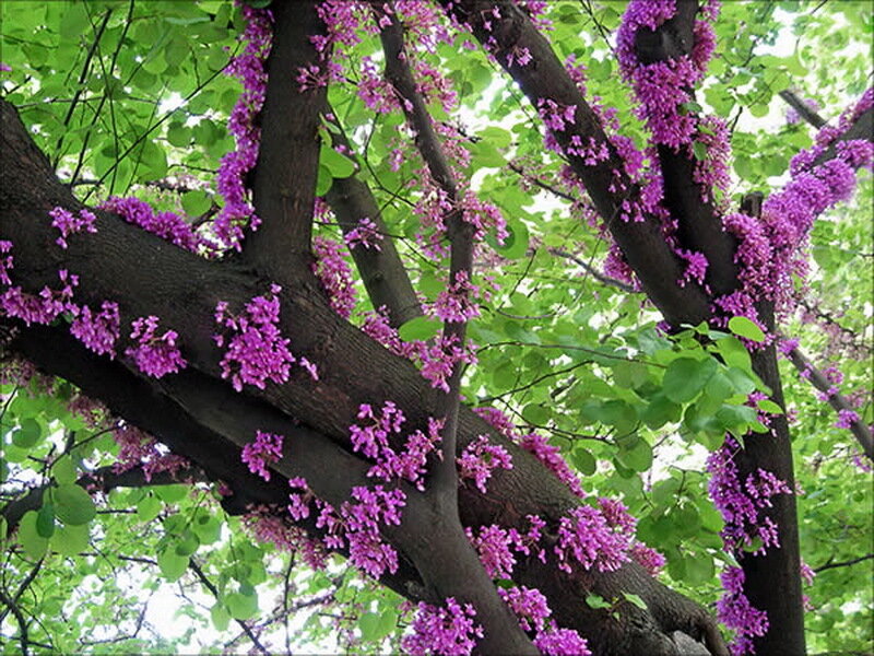 Purple Flowering Tree — Serene