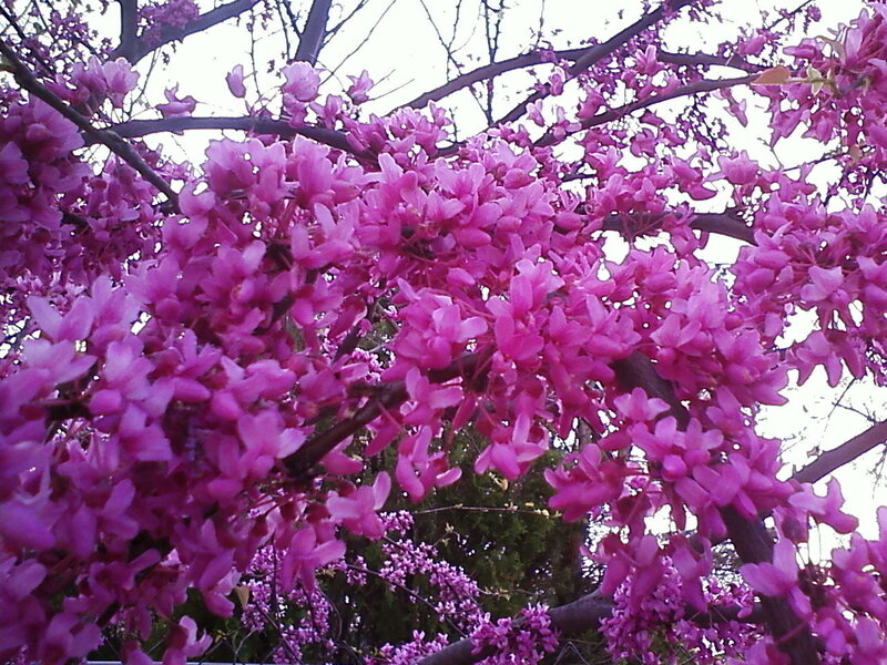 Purple Flowering Tree