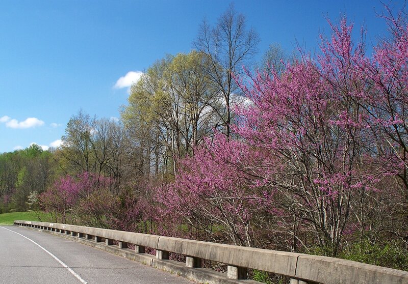 Purple Flowering Trees — Blue