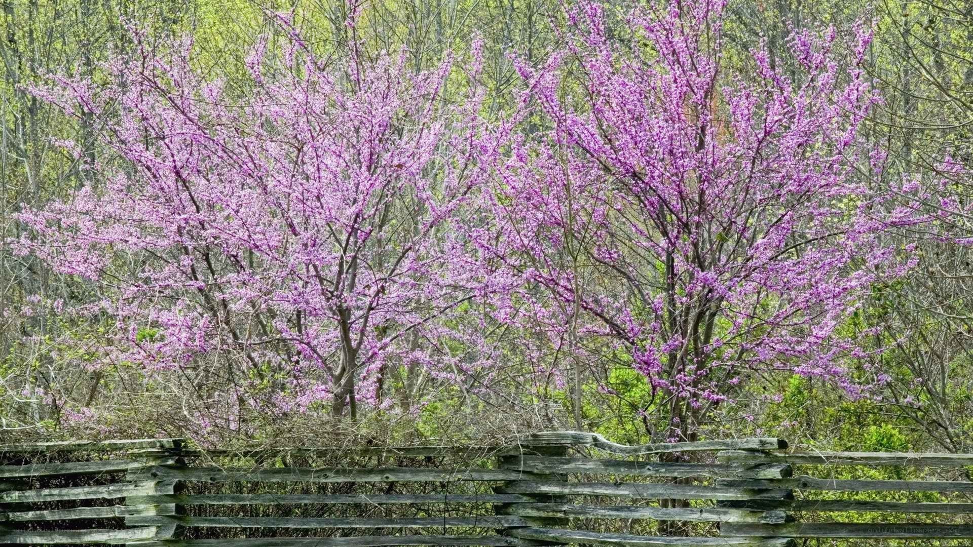 Purple flowering trees by fence
