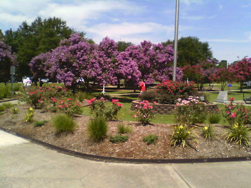 Purple Flowering Trees — Calm