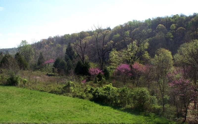 Purple Flowering Trees — Green, Serene