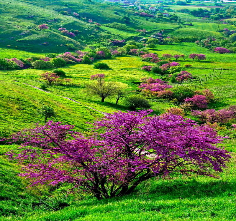 Purple Flowering Trees — Green
