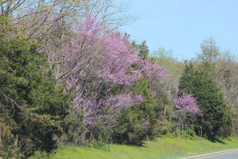 Purple Flowering Trees — Serene, Spring, Photograph, Green Trees