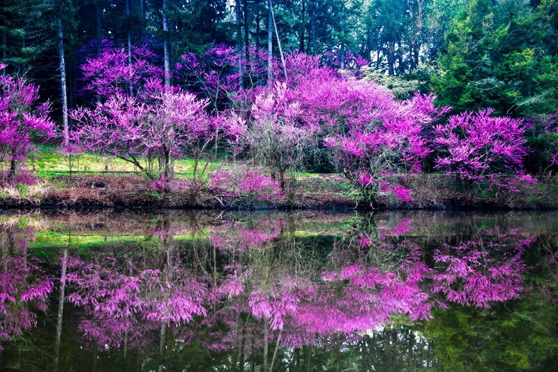 Purple Flowering Trees — Serene, Spring, Photograph, Pond