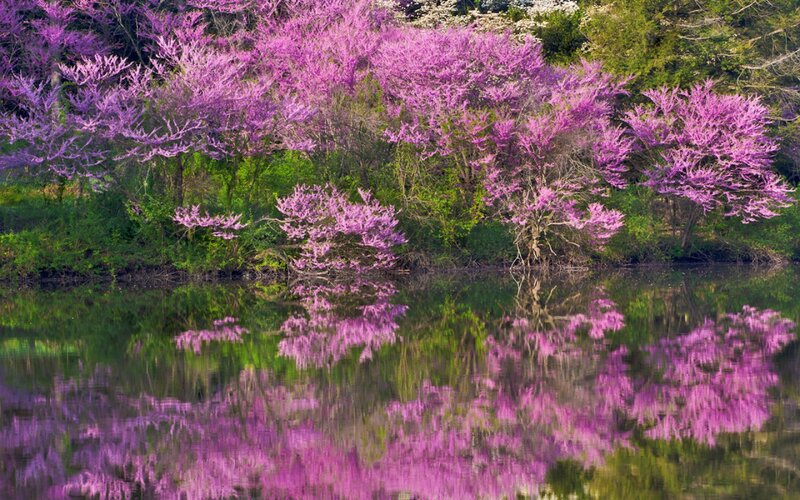 Purple Flowering Trees — Serene, Spring, Photograph