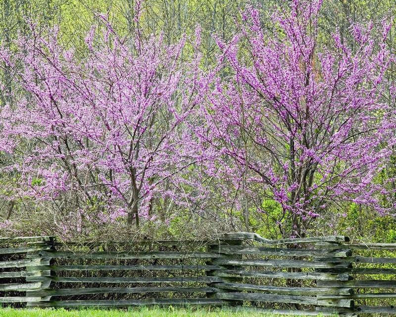 Purple Flowering Trees — Serene, Spring
