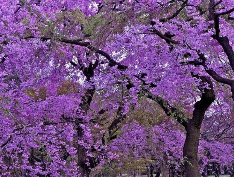 Purple Flowering Trees — Serene