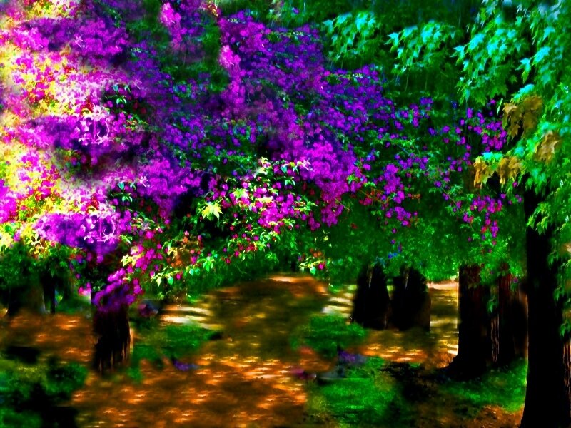 Purple Flowering Trees