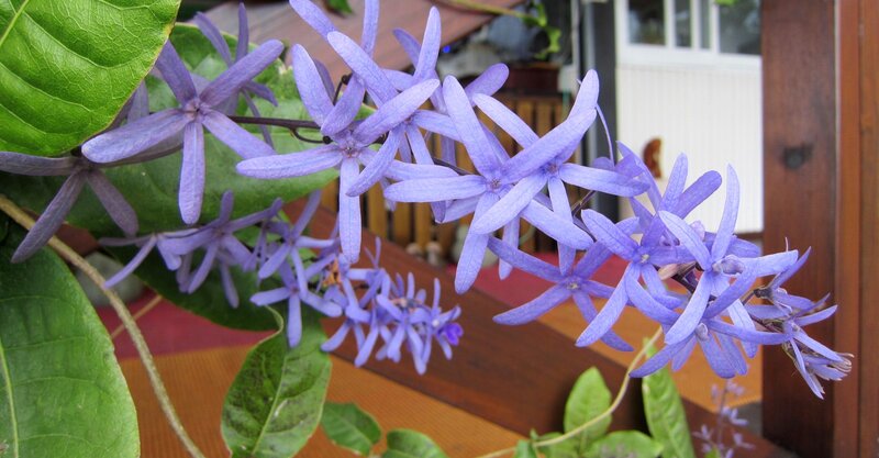 Purple Flowering Vine — Calm, Afternoon