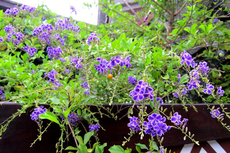 Purple Flowering Vine — Calm