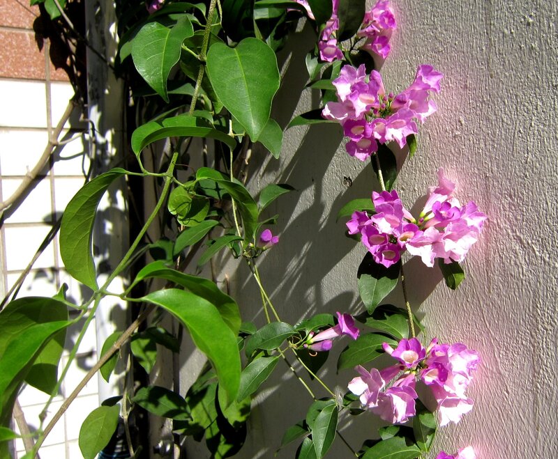 Purple Flowering Vine — Serene, Afternoon