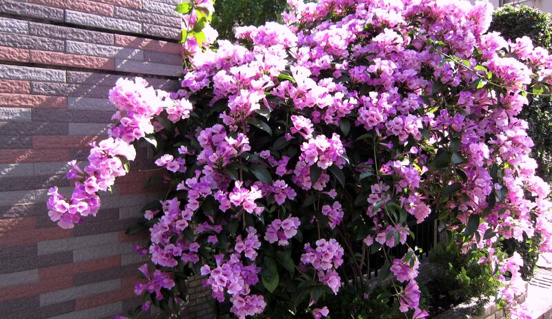 Purple Flowering Vine — Serene