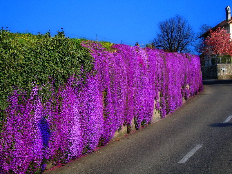 Purple Flowering Wall