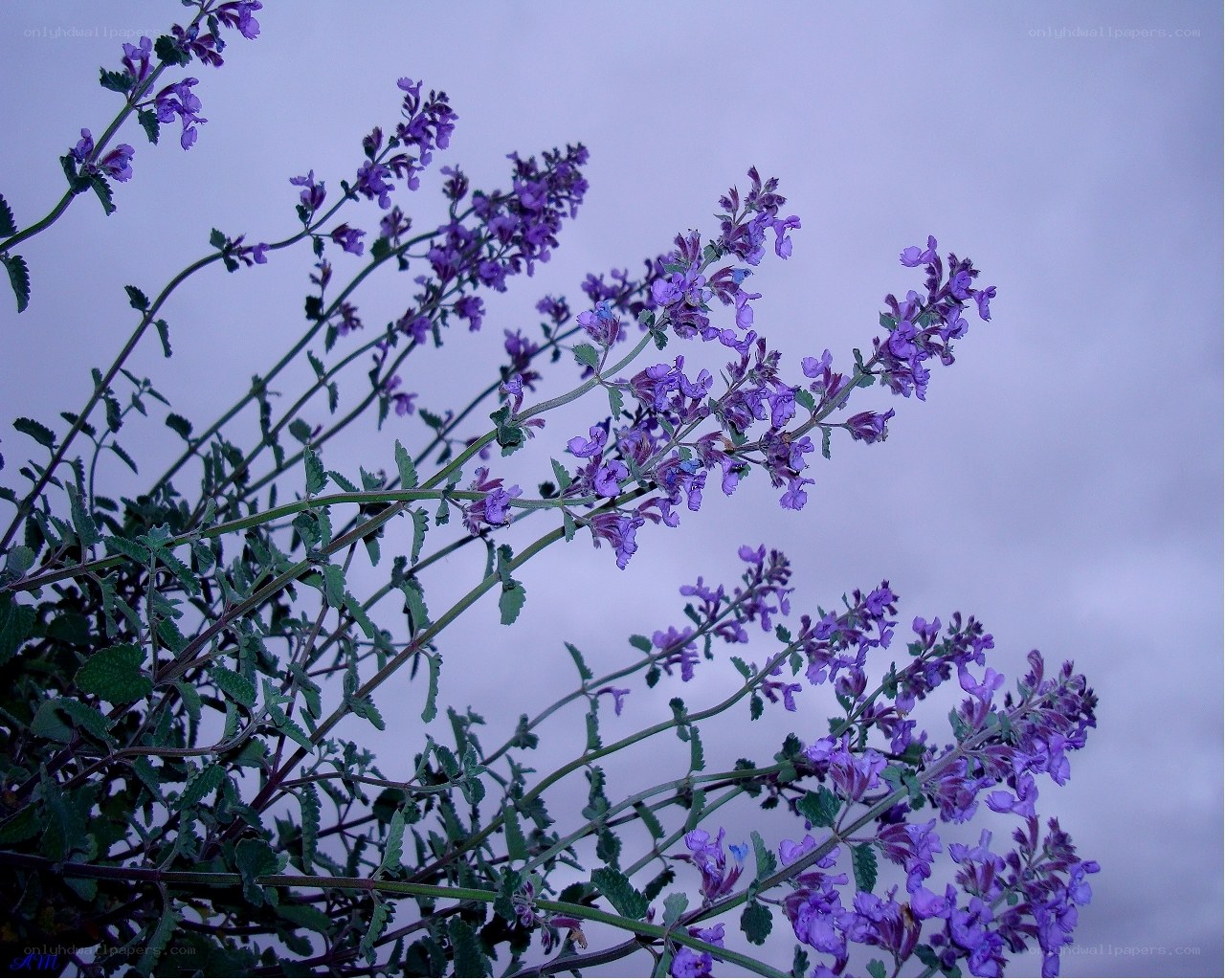purple flowers against a cloudy sky